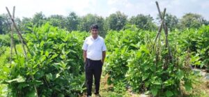 CG: ग्राफ्टेड बैंगन की खेती से बदली किसान की तकदीर, प्रति एकड़ 6.50 लाख रुपये तक शुद्ध लाभ