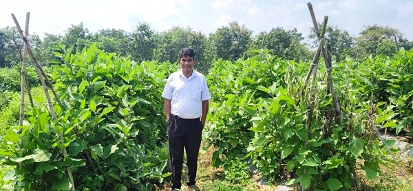 CG: ग्राफ्टेड बैंगन की खेती से बदली किसान की तकदीर, प्रति एकड़ 6.50 लाख रुपये तक शुद्ध लाभ