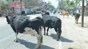 CG: सड़कों पर मवेशी छोड़ने पर स्थायी रूप से जब्त करने की होगी कार्रवाई, पशुपालकों से जिम्मेदारी निभाने की अपील