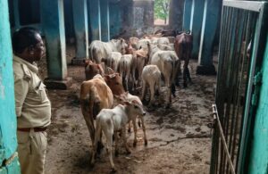 Raigarh News: “ऑपरेशन शंखनाद” के तहत लैलूंगा पुलिस की बड़ी कार्रवाई, तस्करों के चंगुल से 20 गौवंश को कराया मुक्त