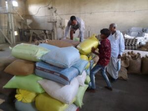 Raigarh: धान छोड़ रागी अपनाई, अब समृद्धि की नई फसल काट रहे लैलूंगा के आदिवासी किसान