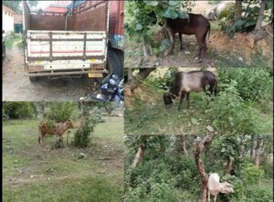 Raigarh: ऑपरेशन शंखनाद; लैलूंगा पुलिस ने 7 गौवंशों को बूचड़खाने पहुंचने से पहले बचाया, गौवंश सुरक्षित, पिकअप जब्त