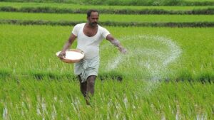CG: यूरिया वितरण में किसानों को बड़ी राहत, पिछले साल जितनी मात्रा इस बार भी मिलेगी