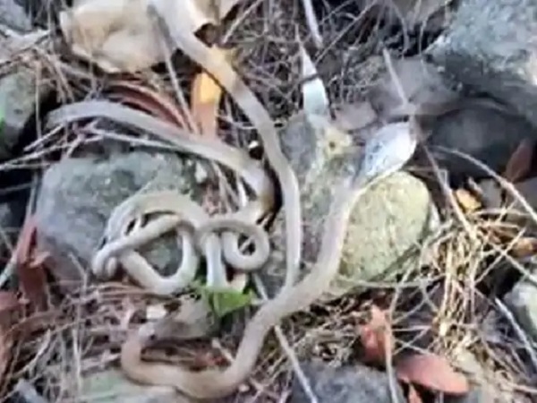 Raigarh News: घर के नीचे कोबरा के मिले 27 अंडे, 10 बेबी कोबरा का रेस्क्यू, जंगल में सर्परक्षक समिति ने सुरक्षित छोड़ा