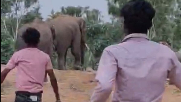 CG: ग्रामीणों की बड़ी लापरवाही, हाथियों को परेशान करते और पत्थर मारते नजर आए लोग, वन विभाग की चेतावनी के बाद भी लापरवाही