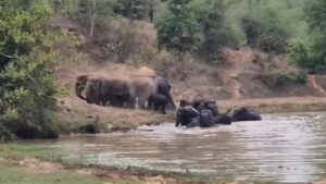 CG News: जलाशय में हाथियों के दल ने डाला डेरा, पानी में अठखेलियां करते दिखे गजराज