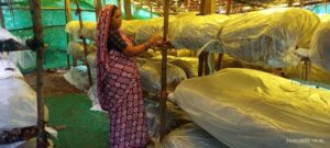 Raigarh: मशरूम उत्पादन से बदली जिंदगी: बिहान ने पुष्पा साव को बनाया आत्मनिर्भर, मशरूम उत्पादन से सालाना डेढ़ लाख रुपये की आय