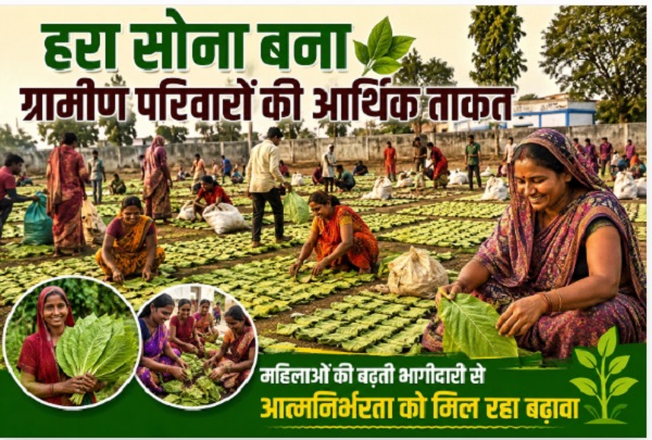 हरा सोना बना ग्रामीण परिवारों की आर्थिक ताकत, महिलाओं की बढ़ती भागीदारी से आत्मनिर्भरता को मिल रहा बढ़ावा