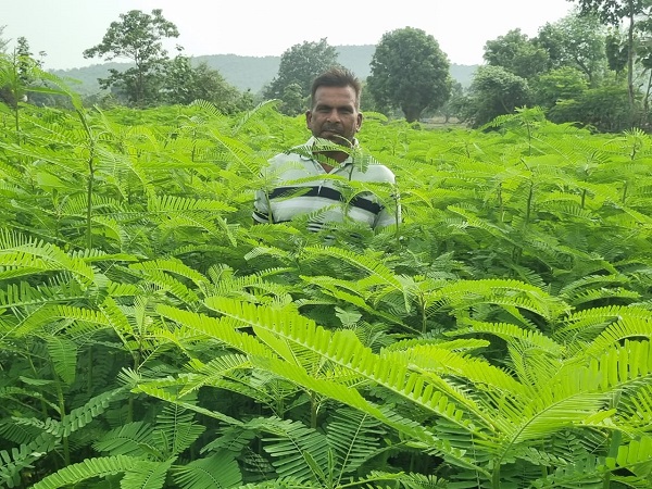 Raigarh News: लैलूंगा में हरी खाद के प्रति बढ़ा किसानों का रुझान, करीब 150 किसानों ने खरीफ सीजन में बोया ढेंचा, 80 प्रतिशत तक रासायनिक उर्वरकों की बचत की संभावना