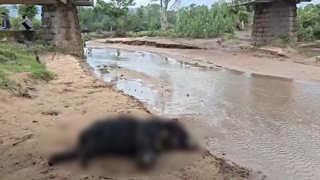 CG News: भालू की संदिग्ध मौत : रेलवे ट्रैक के किनारे नाले में मिला शव, ट्रेन की टक्कर से मौत की आशंका