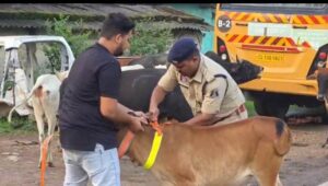 Raigarh News: सड़क सुरक्षा को लेकर रायगढ़ यातायात पुलिस की पहल : हाईवे पर ट्रैफिक पुलिस ने मवेशियों के गले में लगाए रेडियम बैंड