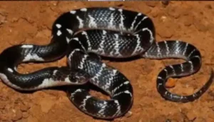 पत्थलगांवः अंधविश्वास ने ली मासूम की जान: करैत सांप के डंसने से 4 वर्षीय बच्चे की मौत, तीन घंटे झाड़-फूंक में गंवाया समय