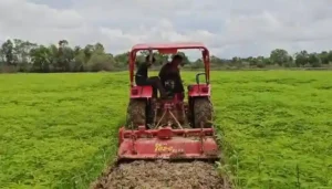 हरी खाद से संवर रही खेतों की सेहत, प्राकृतिक खेती की मिसाल बने किसान नरेंद्र सिंह
