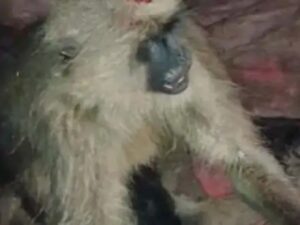 Raigarh News: ट्रेन से टकराने से 4 लंगूरों की मौत, कलमी रेलवे ट्रैक के पास हुआ हादसा