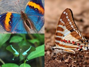 छत्तीसगढ़ को जल्द मिलेगी पहली राजकीय तितली, 31 अगस्त तक आमजन कर सकेंगे मतदान, वनमंत्री केदार कश्यप ने प्रदेशवासियों से भागीदारी की अपील की