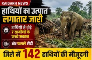 Raigarh News: हाथियों का उत्पात लगातार जारी, हाथियों ने तोड़े 7 ग्रामीणों के कच्चे मकान और फसलें रौंदी, जिले में 142 हाथियों की मौजूदगी