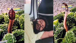 CG News: करेले के ढेर से निकला कोबरा, सब्जी खरीद रहे युवक को काटा, घायल युवक का इलाज जारी