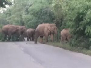 रायगढ़ में सड़क पर आए 18 हाथी, रात 2 बजे तक डटे रहे, वन विभाग ने रोका ट्रैफिक, 28 हाथियों की मौजूदगी से दहशत
