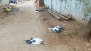  CG News: पेड़ पर गिरी आकाशीय बिजली, 6 साइबेरियन पक्षियों की मौत से हड़कंप