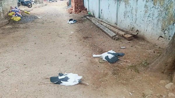  CG News: पेड़ पर गिरी आकाशीय बिजली, 6 साइबेरियन पक्षियों की मौत से हड़कंप