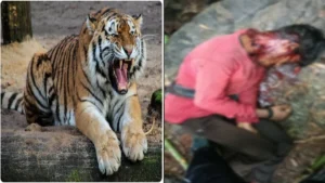 मुंगेली: ATR में घुसना पड़ा भारी! शावकों के साथ घूम रही बाघिन ने युवक पर किया हमला, मौके पर मौत