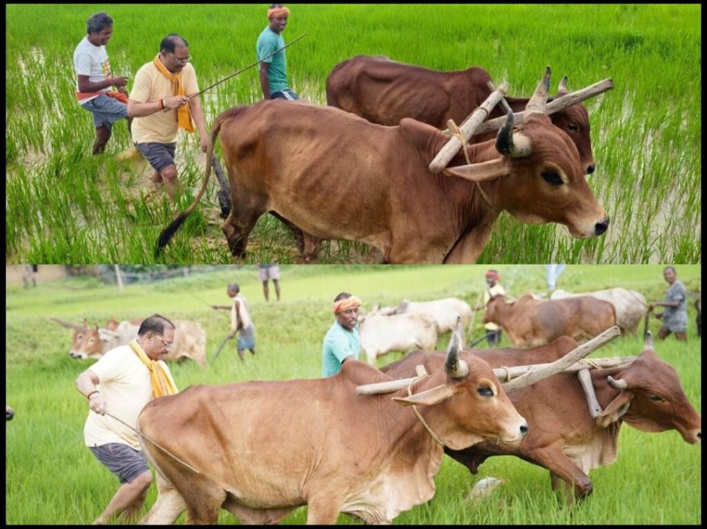 गृहग्राम बगिया में सुबह-सुबह खेत पहुंचे मुख्यमंत्री, बैलों के साथ हल चलाकर की बियासी