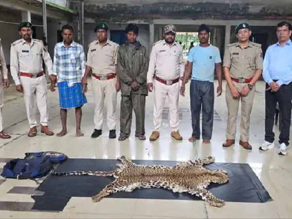 CG में तेंदुए का शिकार, खाल के साथ 3 आरोपी गिरफ्तार, बेचने लेकर जा रहे थे, फॉरेस्ट की टीम ने किया अरेस्ट