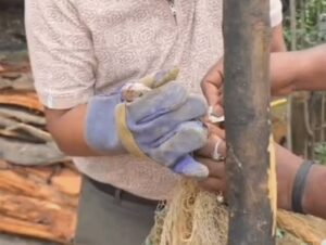 Raigarh: मछली जाल में फंसा कोबरा, एनिमल टीम ने किया रेस्क्यू, सुरक्षित जंगल में छोड़ा