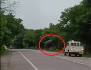 CG News: नेशनल हाईवे के बीचों-बीच खड़ा हो गया जंगली हाथी, वाहनों की लगी लंबी कतार, घंटों थमा रहा ट्रैफिक