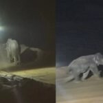 CG: कोयला खदान में घुसा दंतैल, कर्मचारियों में मचा हड़कंप, 2 घंटे बाद जंगल की ओर निकाला गया