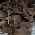 कांकेर के जंगल में नक्सल डंप का खुलासा, 3.5 किलो पैंगोलिन शल्क समेत नक्सली सामग्री बरामद