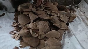 कांकेर के जंगल में नक्सल डंप का खुलासा, 3.5 किलो पैंगोलिन शल्क समेत नक्सली सामग्री बरामद