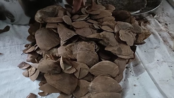 कांकेर के जंगल में नक्सल डंप का खुलासा, 3.5 किलो पैंगोलिन शल्क समेत नक्सली सामग्री बरामद