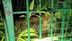 CG News: खैरा गांव में तेंदुए का आतंक खत्म, वन विभाग ने रेस्क्यू कर किया काबू, ग्रामीणों ने ली राहत की सांस