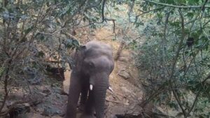 CG News: बीमार युवा हाथी का सफल इलाज, हाथी मित्र दल और डॉक्टरों की मेहनत रंग लाई, अपने झुंड में वापस लौटा