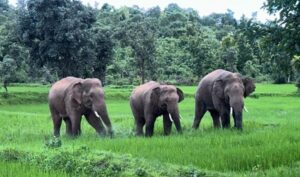 CG News: कन्या छात्रावास में घुसा हाथियों का झुंड, बाउंड्री वॉल तोड़ी, समय रहते बची 58 छात्राओं की जान