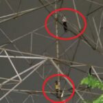 CG News: भाई से झगड़े के बाद हाईवोल्टेज ड्रामा, बिजली के टावर पर चढ़ा युवक, दो घंटे की समझाइश के बाद उतारा