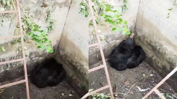 CG News: शावक कुएं में गिरे तो सड़क पर उतरी ‘मां’, कांकेर में मादा भालू का आतंक, घंटों थमा रहा रास्ता