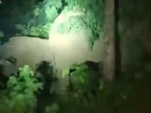 रायगढ़ के जंगल में गूंजी नन्हे हाथी की किलकारी, मादा हाथी ने दिया शावक को जन्म