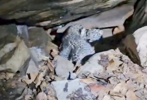 बस्तर में 48 घंटे का मिशन रीयूनाइट सफल, वन विभाग और ग्रामीणों की सजगता से दो तेंदुआ शावकों को मिला मां का साथ