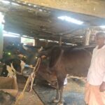 Raigarh: पीएम किसान सम्मान निधि की बचत से खरीदी पहली गाय, आज 10 गायों के साथ आत्मनिर्भर बने 75 वर्षीय परशुराम गुप्ता,  गौ-पालन से प्रतिदिन बेच रहे लगभग 100 लीटर दूध
