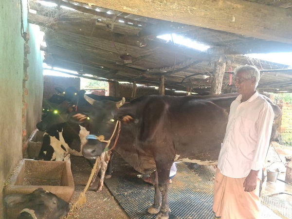 Raigarh: पीएम किसान सम्मान निधि की बचत से खरीदी पहली गाय, आज 10 गायों के साथ आत्मनिर्भर बने 75 वर्षीय परशुराम गुप्ता,  गौ-पालन से प्रतिदिन बेच रहे लगभग 100 लीटर दूध