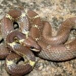 CG News: बिस्तर के पास बैठा था सांप, महिला की चीख से मचा हड़कंप, सर्प मित्र ने किया सुरक्षित रेस्क्यू