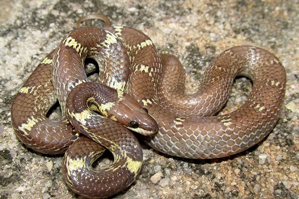 CG News: बिस्तर के पास बैठा था सांप, महिला की चीख से मचा हड़कंप, सर्प मित्र ने किया सुरक्षित रेस्क्यू