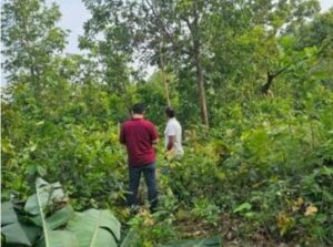 Raigarh: हाथी दल से बिछड़ा 2 साल का शावक, रायगढ़ में वन विभाग कर रहा निगरानी, दल से मिलाने की कोशिश जारी