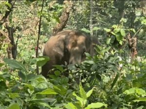 Raigarh News: रायगढ़ में दल से बिछड़े हाथी शावक का रेस्क्यू, झुंड ने नहीं अपनाया, सरगुजा के रमकोला हाथी रेस्क्यू सेंटर भेजा गया