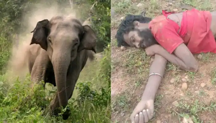 हाथी हमले में युवक की मौत: रात में जंगल के रास्ते जा रहा था सुरेश, सुबह मिली लाश