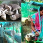 Raigarh: कम जगह और कम लागत में पैरा मशरूम उत्पादन से बढ़ेगी आमदनी, 100 किलो गीले पुआल से 12 से 15 किलो तक उत्पादन, घर की खाली जगह में भी कर सकते हैं खेती