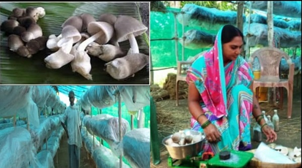 Raigarh: कम जगह और कम लागत में पैरा मशरूम उत्पादन से बढ़ेगी आमदनी, 100 किलो गीले पुआल से 12 से 15 किलो तक उत्पादन, घर की खाली जगह में भी कर सकते हैं खेती