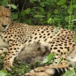 कूनो में गूंजी चीतों की नई किलकारी, 4 शावकों के जन्म से भारत में 56 हुआ कुनबा 